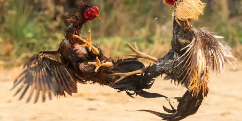 Giới thiệu đôi nét về sảnh đá gà FUN79